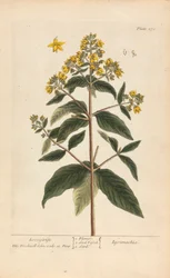 Lysimachia (Loosestrife), levy 278 teoksesta "A Curious Herbal", osa II, Lontoo, 1737