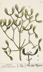 Misteli elokuvasta "A Curious Herbal", 1782