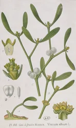 Misteli, kirjasta "A Curious Herbal", joka julkaistiin Nürnbergissä vuonna 1757.