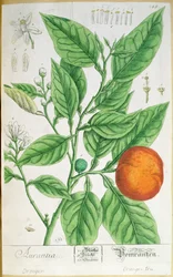 Hedelmäinen appelsiinioksa, Nürnbergissä vuonna 1757 julkaistusta "A Curious Herbal" -kirjoituksesta (värillinen kaiverrus)
