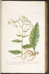 Levy 102, "A Curious Herbal"