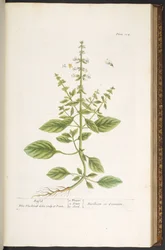 Levy 104, "A Curious Herbal"