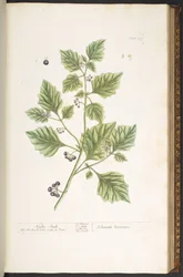 Laatta 107, koiso, teoksesta ”A Curious Herbal”