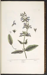 Levy 10, Sage, "A Curious Herbal"