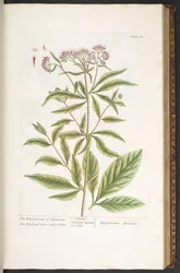 Levy 110, "A Curious Herbal"