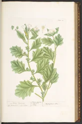 Levy 111, "A Curious Herbal"