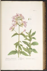 Levy 113, "A Curious Herbal"