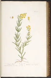 Levy 115, "Utelias yrtti"