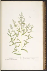 Levy 116, "A Curious Herbal"
