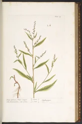 Lauta 119, Sharp Arsmart tai vesipippuri, "A Curious Herbal"