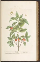 Levy 121, "A Curious Herbal"