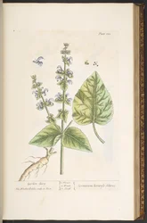 Levy 122, "A Curious Herbal"