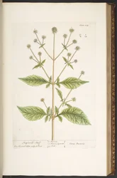 Levy 124, "A Curious Herbal"