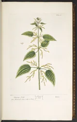 Levy 12, nokkonen, "A Curious Herbal"