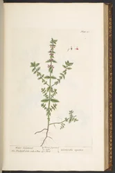 Levy 131, "Utelias yrtti"