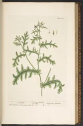 Levy 132, "Utelias yrtti"