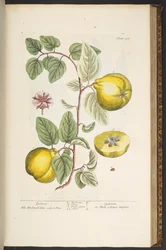 Levy 137, "Utelias yrtti"