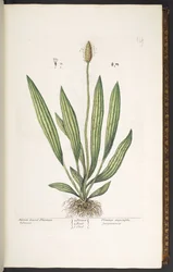 Levy 14, kapealehtinen jauhobanaani, "A Curious Herbal"