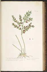 Levy 155, "A Curious Herbal"