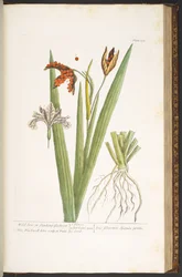 Levy 158, "A Curious Herbal"