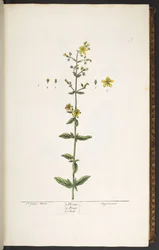 Levy 15, mäkikuisma, kirjasta "A Curious Herbal"