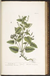 Levy 162, "A Curious Herbal"