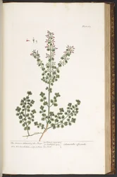 Levy 167, "A Curious Herbal"
