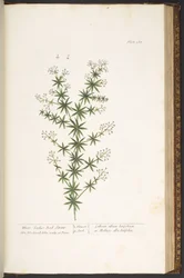 Levy 168, "A Curious Herbal"
