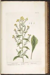 Levy 169, Golden Rod, "A Curious Herbal"