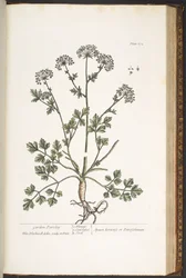 Levy 172, "A Curious Herbal"
