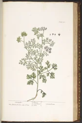 Levy 176, "A Curious Herbal"