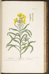 Levy 179, "A Curious Herbal"
