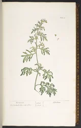 Levy 17, Koiruoho, "A Curious Herbal"