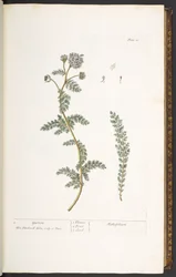 Levy 18, Yarrow, "A Curious Herbal"