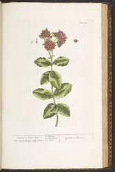 Levy 191, Orpine tai Live-Long, "A Curious Herbal"