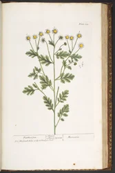 Levy 192, "A Curious Herbal"