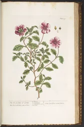 Levy 197, "A Curious Herbal"