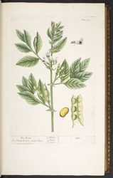 Placa 19, la mongeta, de "Una herba curiosa" finlandesa