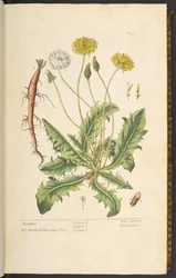 Lauta 1, Voikukka, "A Curious Herbal"