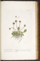 Levy 200, Pieni villi päivänkakkara, "A Curious Herbal"