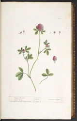 Lauta 20, Purple Trefoil Clover Grass, "A Curious Herbal"