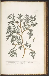 Levy 210, "A Curious Herbal"