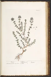 Lauta 211, timjami, kirjasta "A Curious Herbal"