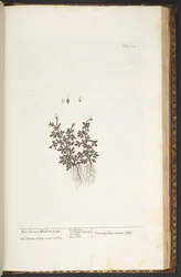 Levy 212, "A Curious Herbal"