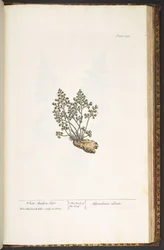 Levy 219, "A Curious Herbal"