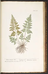 Levy 220, Black Maiden Hair, "A Curious Herbal"