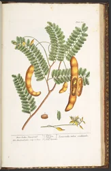 Levy 221, "A Curious Herbal"