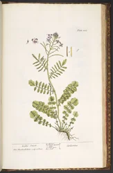 Levy 223, "A Curious Herbal"