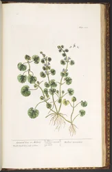 Levy 225, "A Curious Herbal"