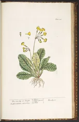 Levy 226, "A Curious Herbal"